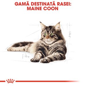 Royal Canin Maine Coon Adult, hrană uscată pisici, 10kg - imagine 8
