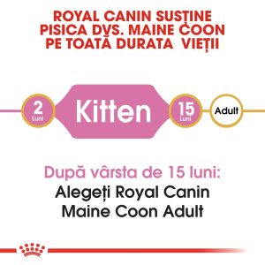 Royal Canin Maine Coon Kitten, hrană uscată pisici junior, 10kg - imagine 5