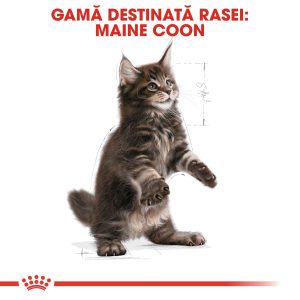 Royal Canin Maine Coon Kitten, hrană uscată pisici junior, 10kg - imagine 8