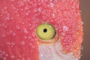 Tablou decorativ Flamingo -A, Mauro Ferretti, 80x120 cm, canvas, multicolor - imagine 4