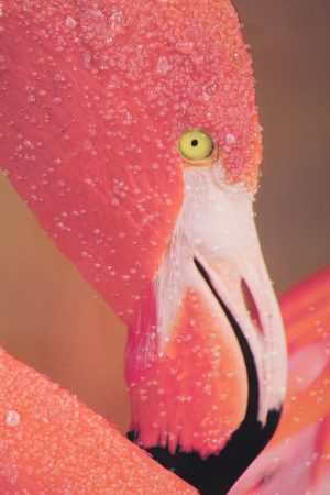 Tablou decorativ Flamingo -A, Mauro Ferretti, 80x120 cm, canvas, multicolor - imagine 5